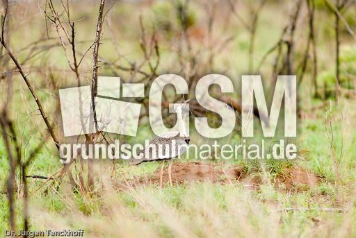 Schwarzbauchtrappe (2 von 5).jpg